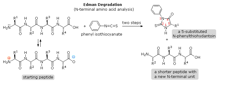 Tiny Chains, Major Gains: Why Peptides Matter