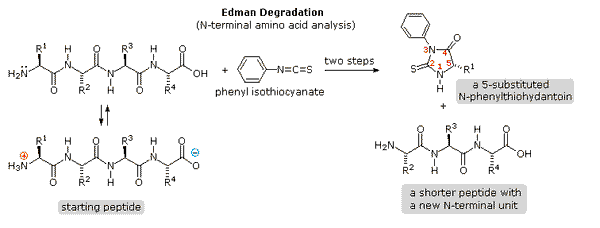 Tiny Chains, Major Gains: Why Peptides Matter